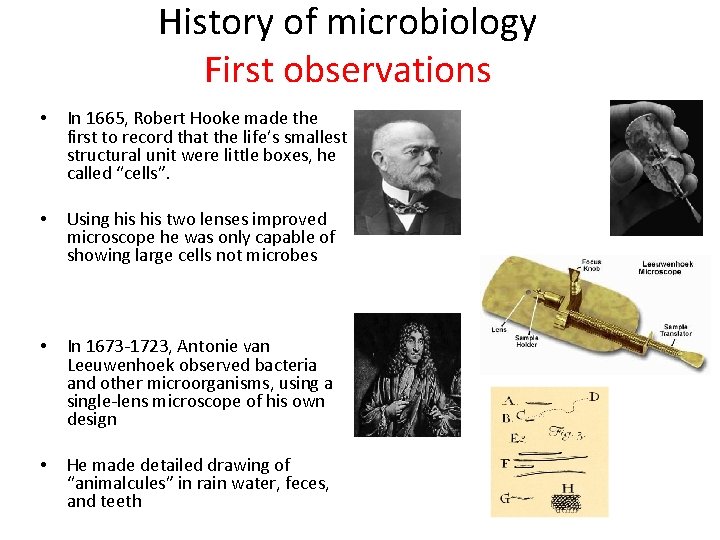 History of microbiology First observations • In 1665, Robert Hooke made the first to