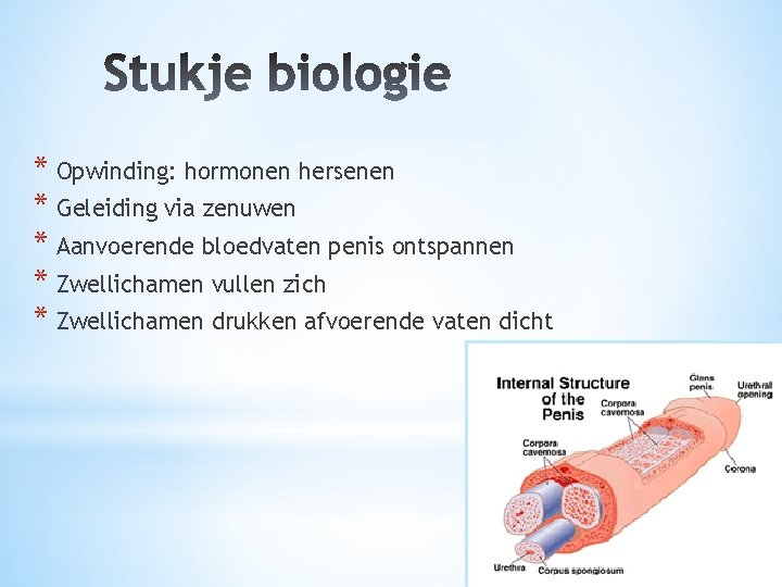 * Opwinding: hormonen hersenen * Geleiding via zenuwen * Aanvoerende bloedvaten penis ontspannen *