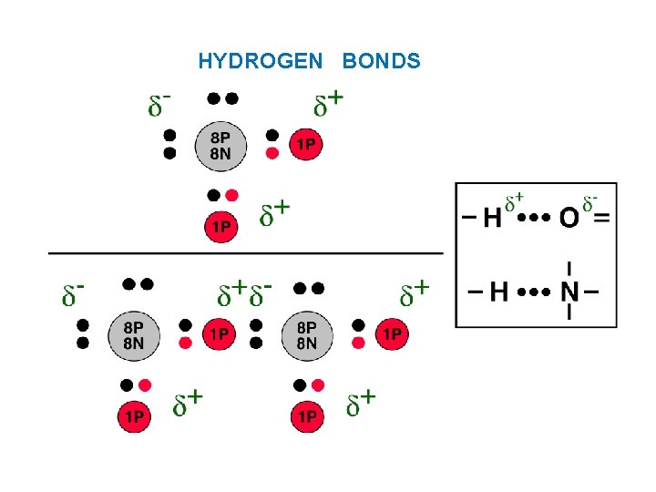 HYDROGEN BONDS 