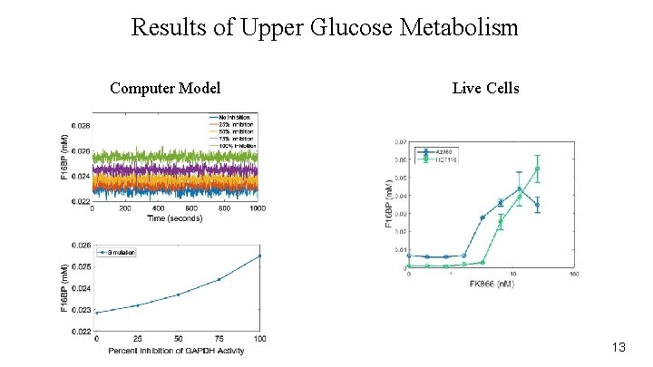Results of Upper Glucose Metabolism Computer Model Live Cells 13 
