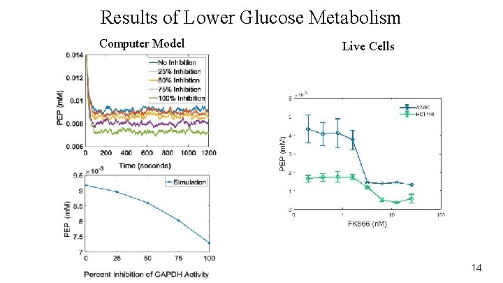 Results of Lower Glucose Metabolism Computer Model Live Cells 14 