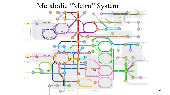Metabolic “Metro” System 3 