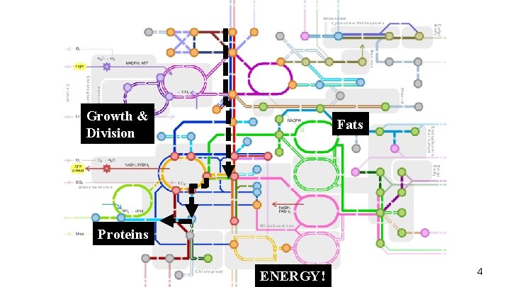 Growth & Division Fats Proteins ENERGY! 4 
