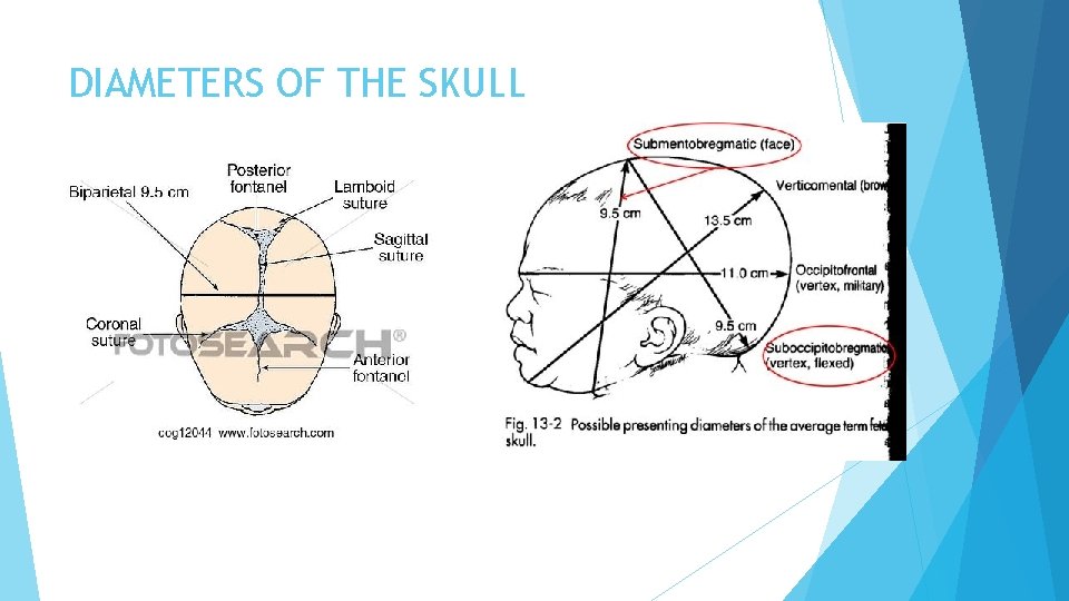 DIAMETERS OF THE SKULL 