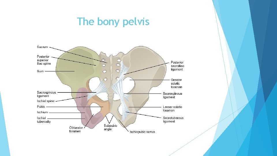 The bony pelvis 