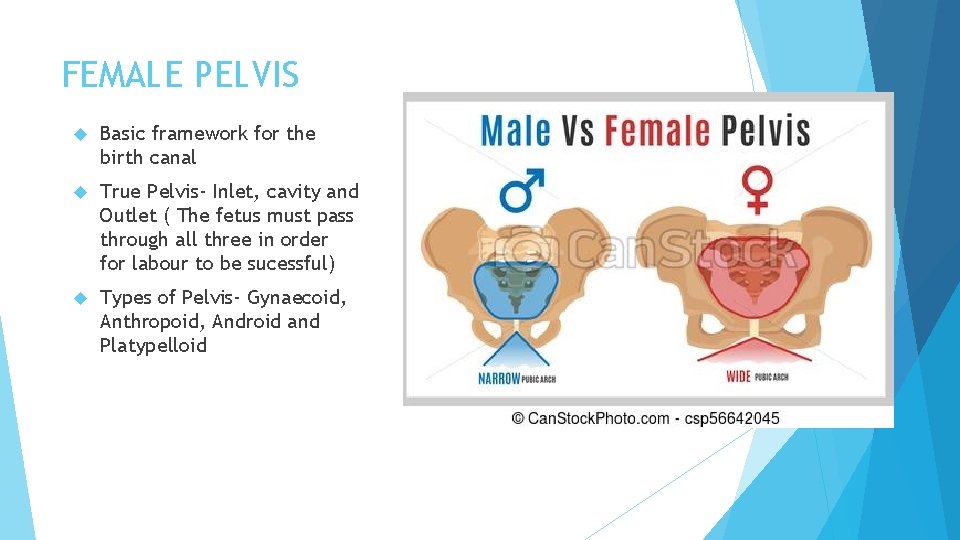 FEMALE PELVIS Basic framework for the birth canal True Pelvis- Inlet, cavity and Outlet