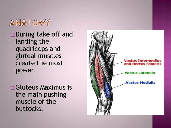 �During take off and landing the quadriceps and gluteal muscles create the most power.