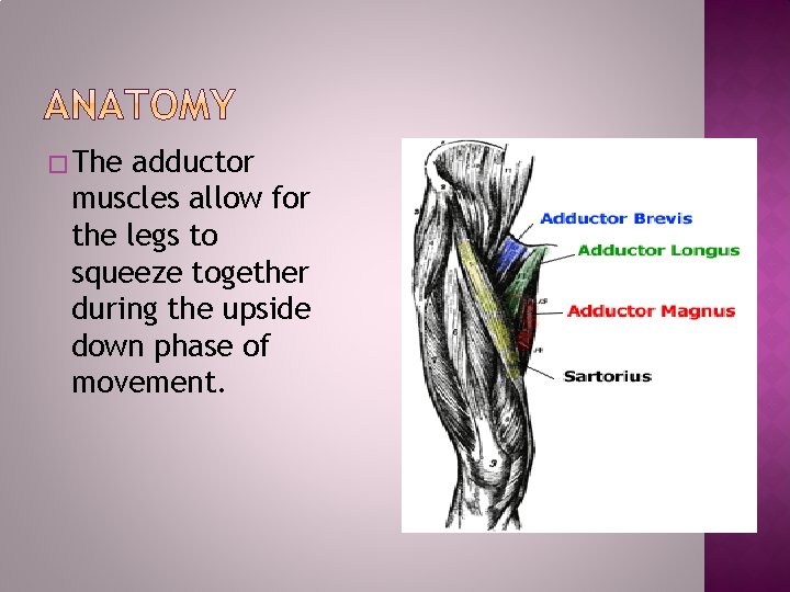 �The adductor muscles allow for the legs to squeeze together during the upside down