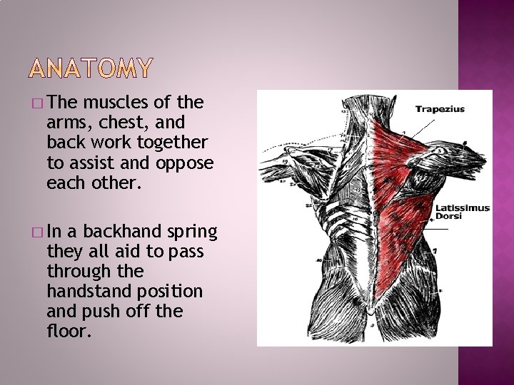 � The muscles of the arms, chest, and back work together to assist and