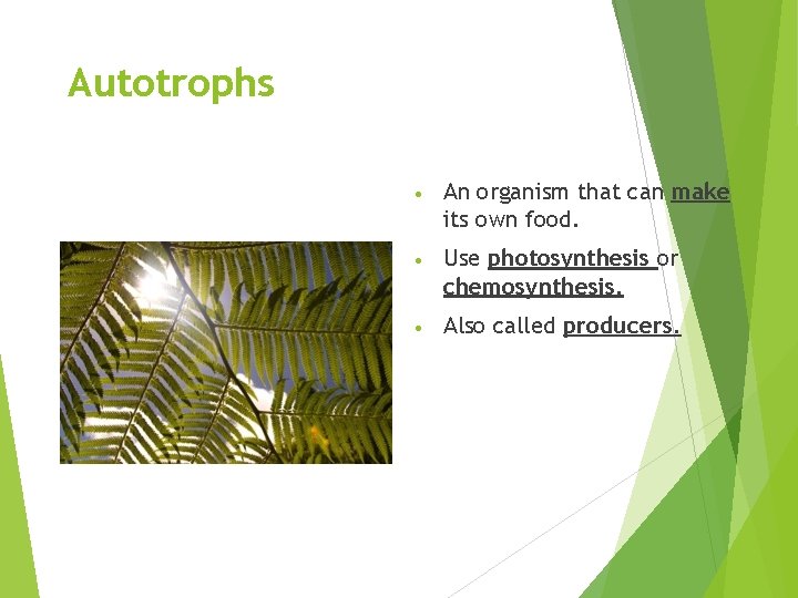 Autotrophs • An organism that can make its own food. • Use photosynthesis or