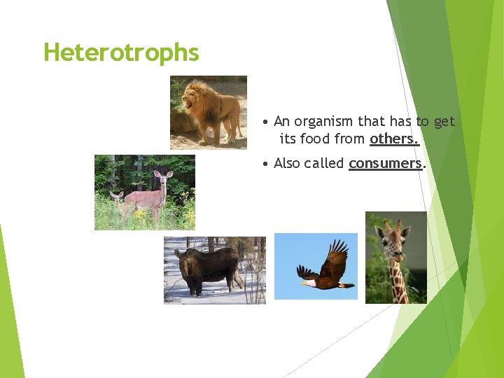 Heterotrophs • An organism that has to get its food from others. • Also