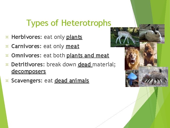 Types of Heterotrophs Herbivores: eat only plants Carnivores: eat only meat Omnivores: eat both