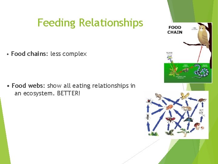 Feeding Relationships • Food chains: less complex • Food webs: show all eating relationships