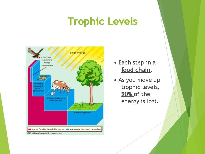 Trophic Levels • Each step in a food chain. • As you move up