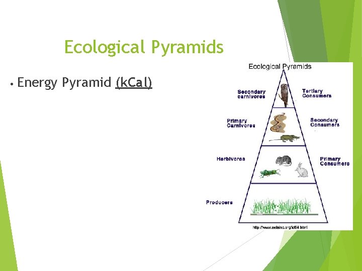 Ecological Pyramids • Energy Pyramid (k. Cal) 