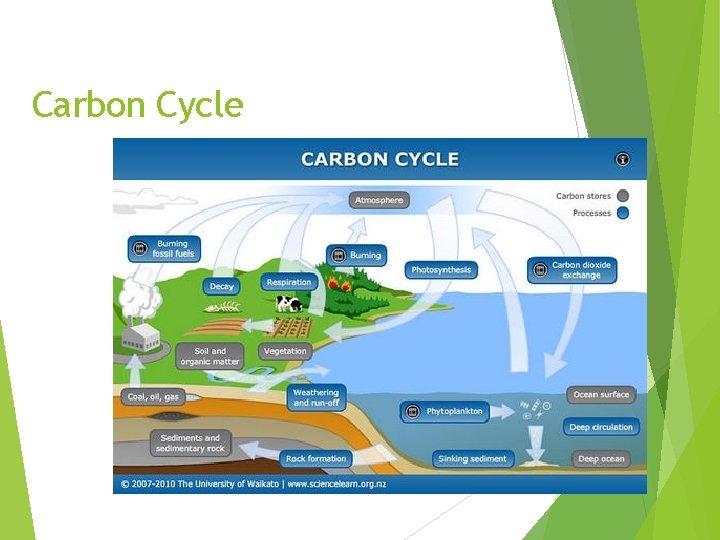 Carbon Cycle 