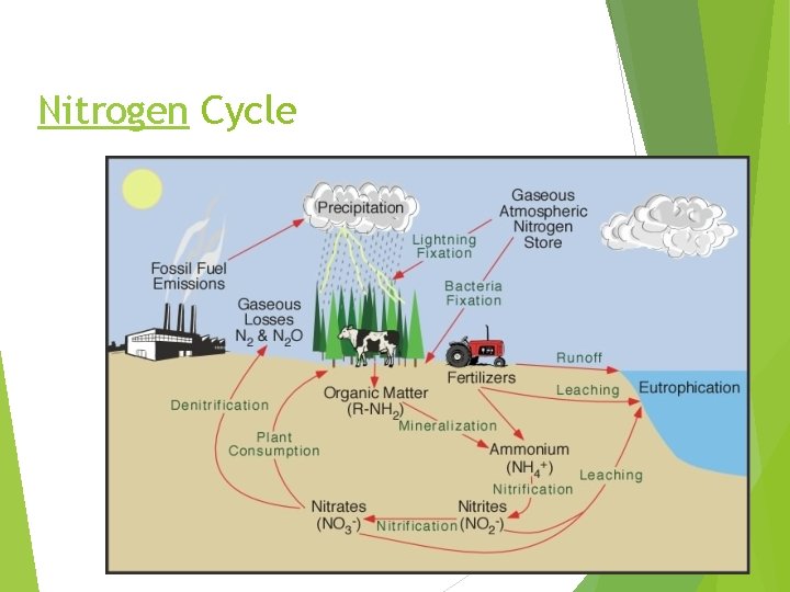 Nitrogen Cycle 