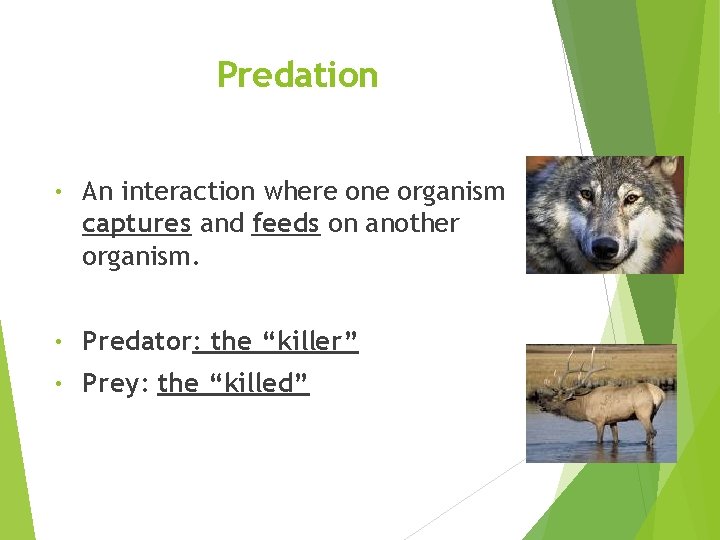 Predation • An interaction where one organism captures and feeds on another organism. •