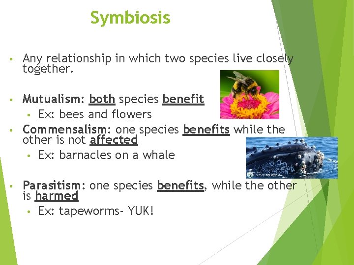 Symbiosis • Any relationship in which two species live closely together. Mutualism: both species