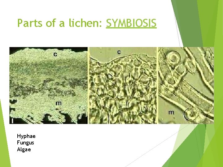 Parts of a lichen: SYMBIOSIS Hyphae Fungus Algae 