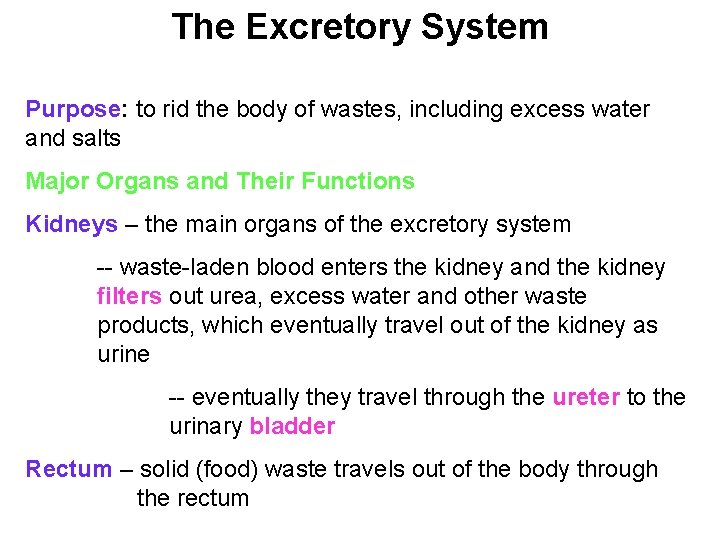 The Excretory System Purpose: to rid the body of wastes, including excess water and