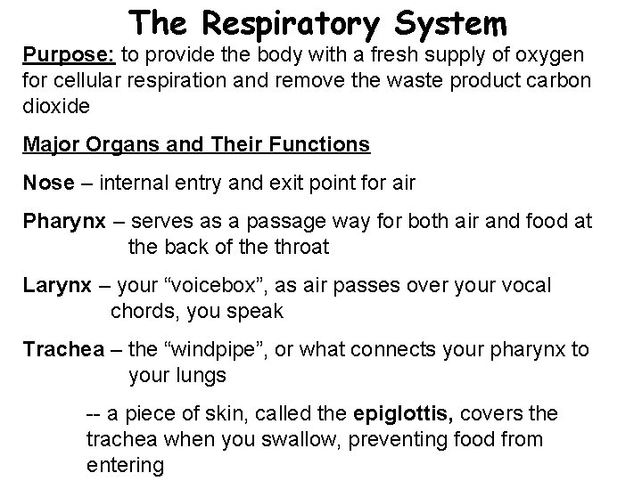 The Respiratory System Purpose: to provide the body with a fresh supply of oxygen