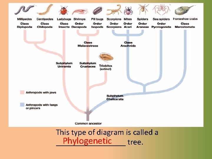 This type of diagram is called a Phylogenetic _________ tree. 