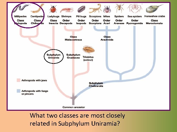 What two classes are most closely related in Subphylum Uniramia? 