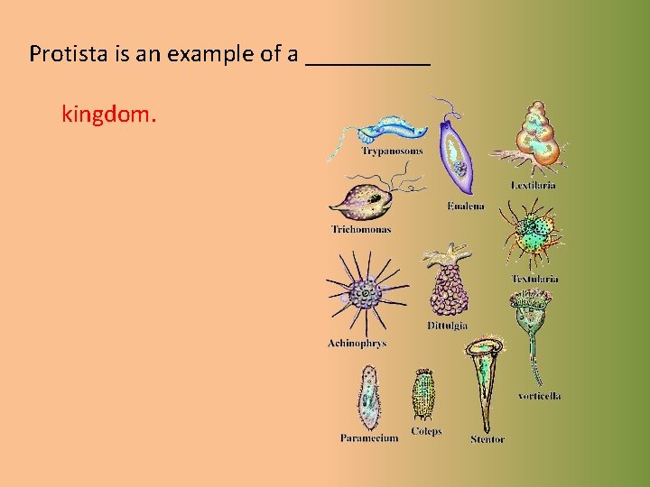 Protista is an example of a _____ kingdom. 