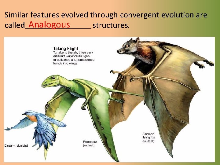 Similar features evolved through convergent evolution are Analogous called____________ structures. 