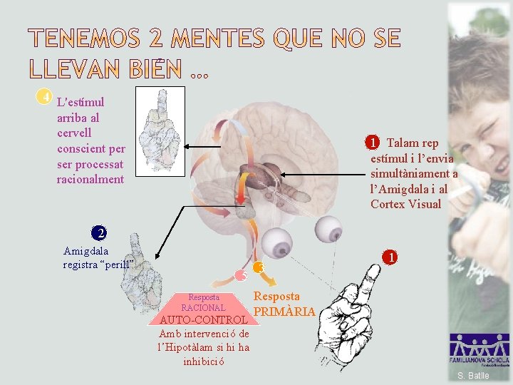 4 L'estímul arriba al cervell conscient per ser processat racionalment 1 Talam rep estímul