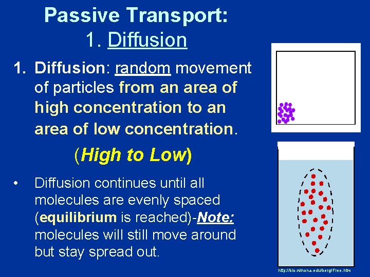 Passive Transport: 1. Diffusion: random movement of particles from an area of high concentration