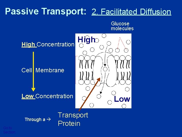 Passive Transport: 2. Facilitated Diffusion Glucose molecules High Concentration High Cell Membrane Low Concentration