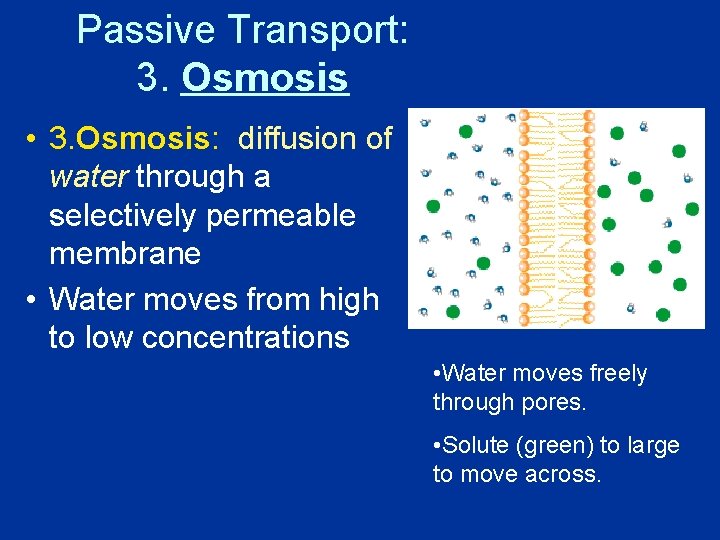 Passive Transport: 3. Osmosis • 3. Osmosis: diffusion of water through a selectively permeable