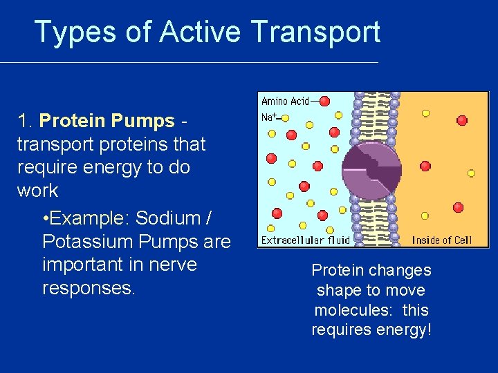Types of Active Transport 1. Protein Pumps transport proteins that require energy to do