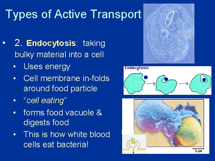 Types of Active Transport • 2. Endocytosis: taking bulky material into a cell •