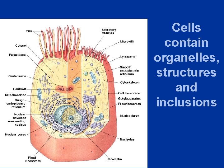Cells contain organelles, structures and inclusions 