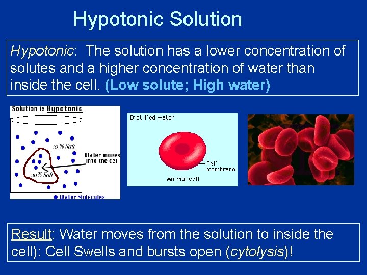 Hypotonic Solution Hypotonic: The solution has a lower concentration of solutes and a higher