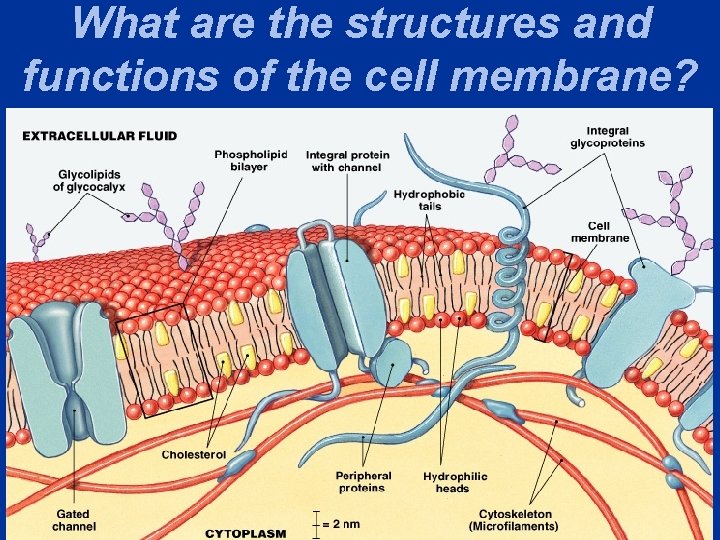 What are the structures and functions of the cell membrane? 