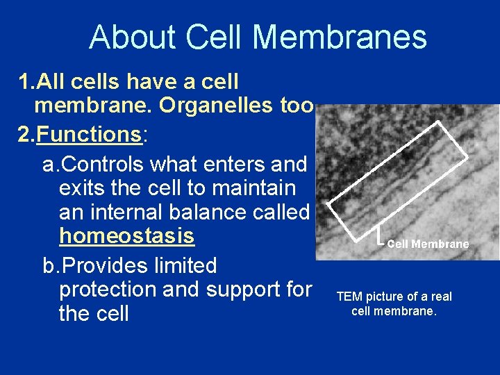 About Cell Membranes 1. All cells have a cell membrane. Organelles too. 2. Functions: