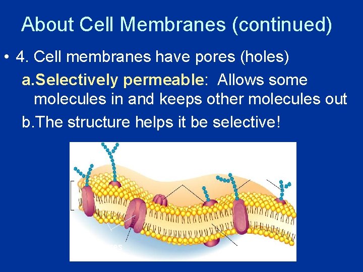 About Cell Membranes (continued) • 4. Cell membranes have pores (holes) a. Selectively permeable: