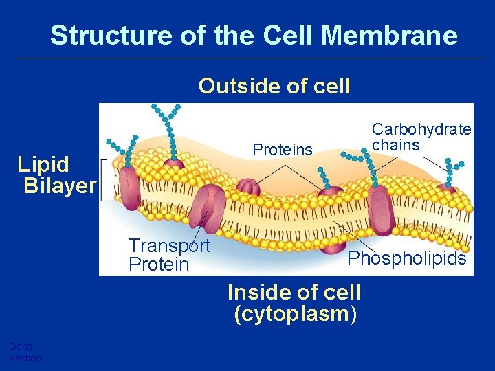 Structure of the Cell Membrane Outside of cell Carbohydrate chains Proteins Lipid Bilayer Transport