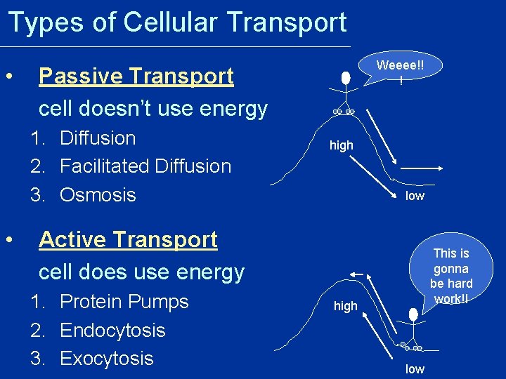 Types of Cellular Transport • Passive Transport cell doesn’t use energy 1. Diffusion 2.