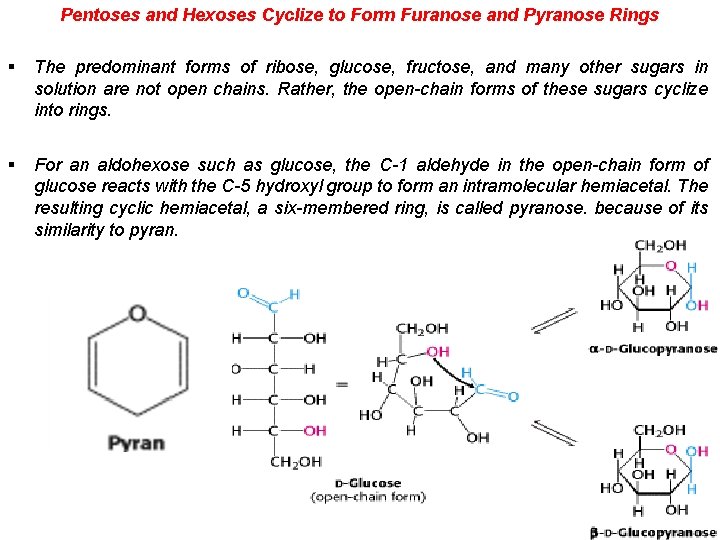 Pentoses and Hexoses Cyclize to Form Furanose and Pyranose Rings § The predominant forms