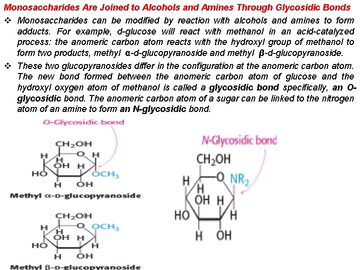 Monosaccharides Are Joined to Alcohols and Amines Through Glycosidic Bonds v Monosaccharides can be