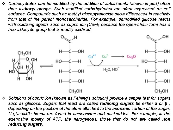 v Carbohydrates can be modified by the addition of substituents (shown in pink) other