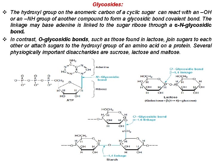 Glycosides: v The hydroxyl group on the anomeric carbon of a cyclic sugar can