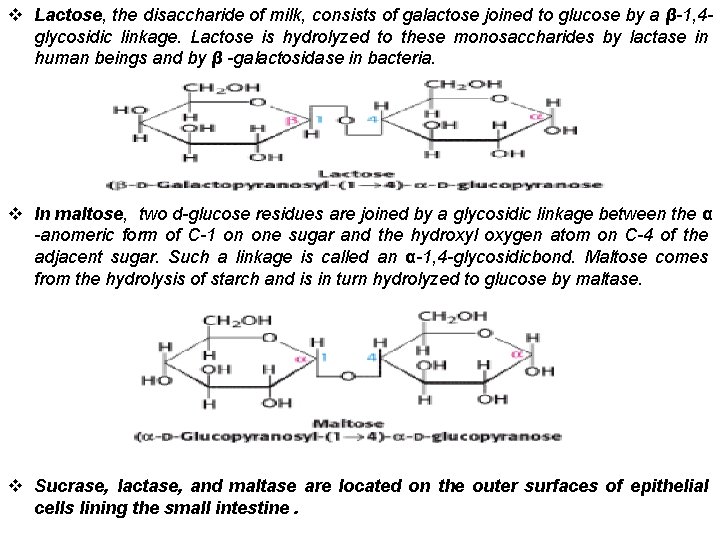 v Lactose, the disaccharide of milk, consists of galactose joined to glucose by a