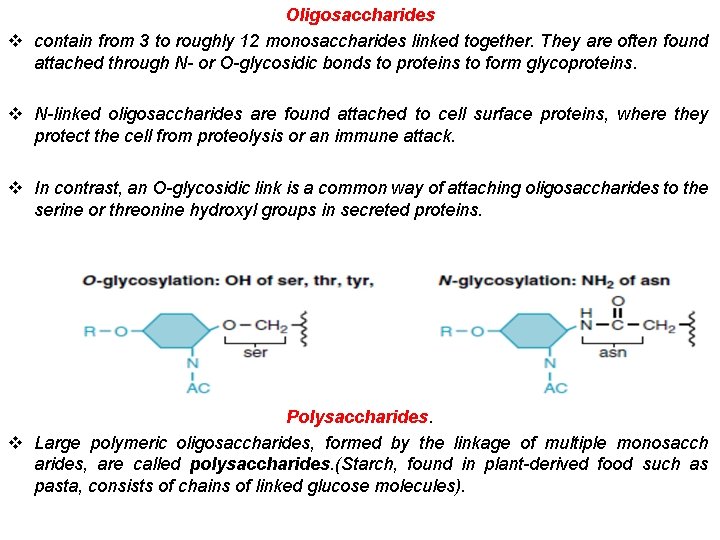 Oligosaccharides v contain from 3 to roughly 12 monosaccharides linked together. They are often