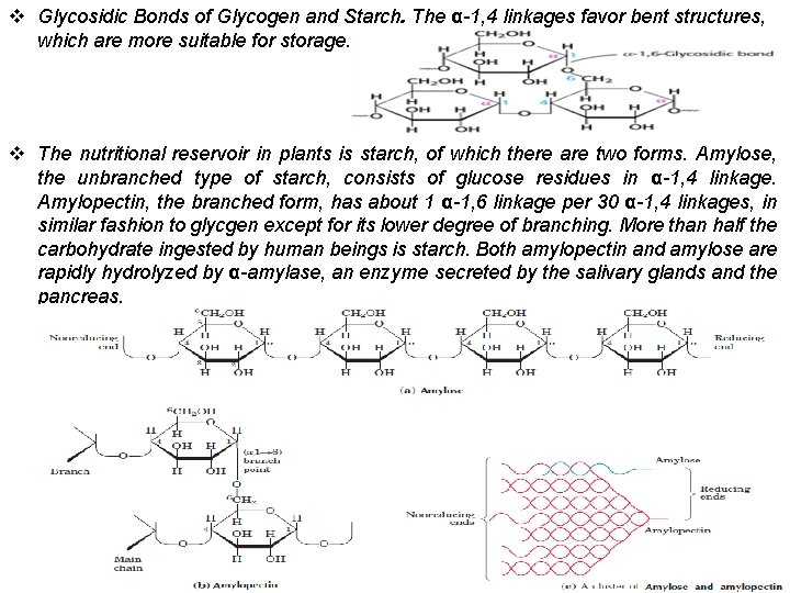 v Glycosidic Bonds of Glycogen and Starch. The α-1, 4 linkages favor bent structures,